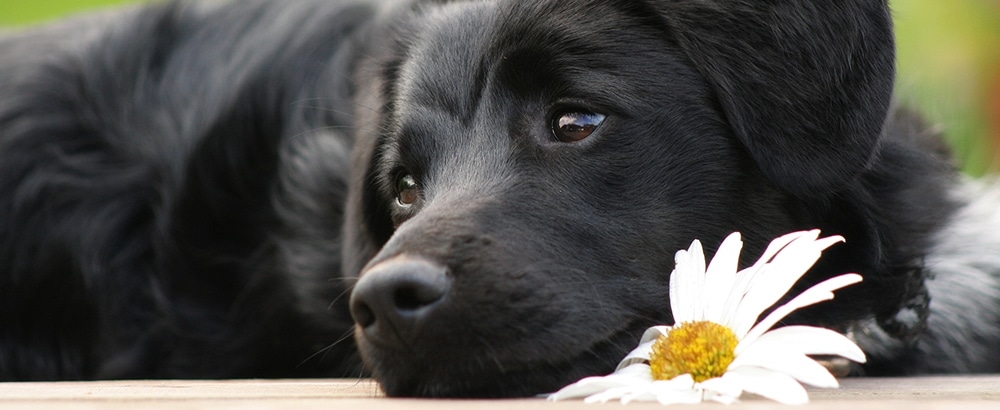 14 coisas sobre amor que podemos aprender com os caes